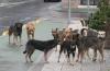 Пси уједају Град плаћа